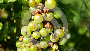 Ripe grapes and ripeness in viticulture, white wine and common green bottle fly Lucilia sericata blowfly or blow flies