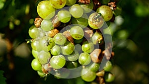 Ripe grapes and ripeness in viticulture, white wine and common green bottle fly Lucilia sericata blowfly or blow flies