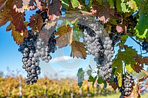 Ripe grapes of Saperavi in a vineyard before harvest, Kakheti, Georgia