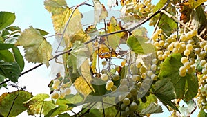 Ripe grapes. Small bunch of ripe white wine grapes hang from vine with green leaves and sways in wind. Nature background