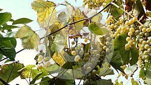 Ripe grapes. Small bunch of ripe white wine grapes hang from vine with green leaves and sways in wind. Nature background