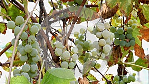 Ripe grapes. Small bunch of ripe white wine grapes hang from vine with green leaves and sways in wind. Nature background