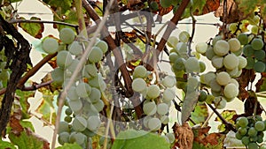 Ripe grapes. Small bunch of ripe white wine grapes hang from vine with green leaves and sways in wind. Nature background