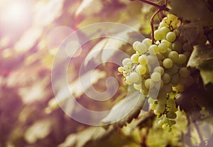 Ripe grapes at sunset