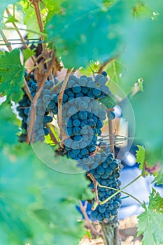 Ripe grapes on vine