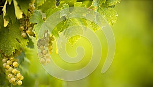 Ripe grapes on vine growing in vineyard
