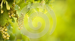 Ripe grapes on vine growing in vineyard