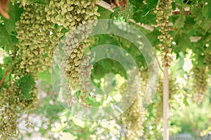 Ripe grapes on vine growing in vineyard at sunset time, selective focus, copy space. Vineyards grape at sunset. Ripe white wine