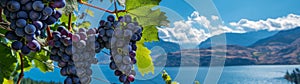 Ripe grapes on the vine with scenic lake and mountain backdrop