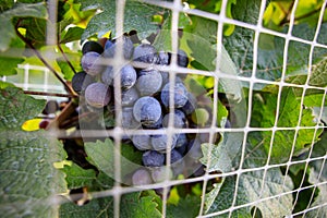 Ripe grapes on vine at wine yard before harvesting