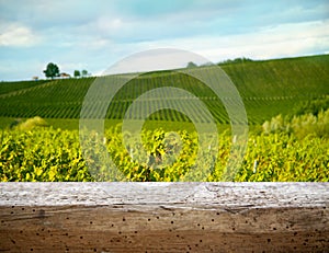 Ripe grapes on the vines in Tuscany, Italy. Picturesque winery farm, vineyard. Sunset warm light. Empty place. place for text