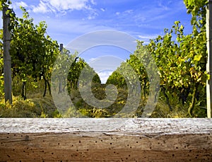 Ripe grapes on the vines in Tuscany, Italy. Picturesque winery farm, vineyard. Sunset warm light. Empty place. place for text