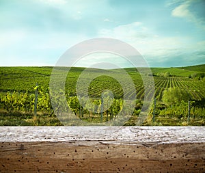 Ripe grapes on the vines in Tuscany, Italy. Picturesque winery farm, vineyard. Sunset warm light. Empty place. place for text