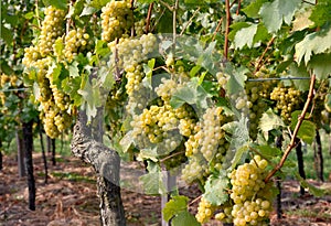 Ripe grapes in a vineyard