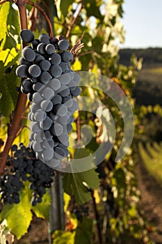 Ripe grapes in vineyard