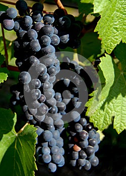 Ripe Grapes in the Vineyard photo