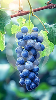 Ripe grapes on a vineyard branch close-up. Concept of gardening, healthy eating and winemaking