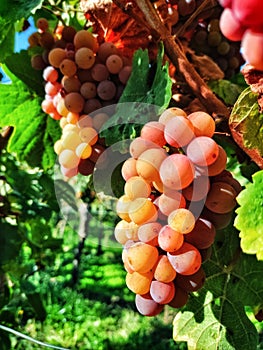 Ripe grapes in the vineyard photo