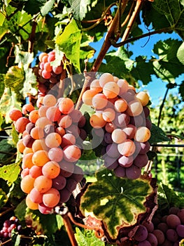 Ripe grapes in the vineyard photo