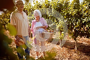 Ripe grapes in vineyard. family vineyard. senior couple in love in vineyard before harvesting