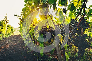 Ripe Grapes On The Vineyard At Sunrise. Agritourism Rural Concept