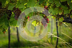Ripe grapes in a vineyard in Vienna