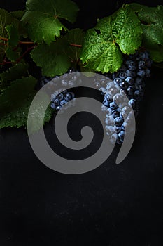 Ripe grapes. Wine grape variety on black background.Copy space.Flat lay.