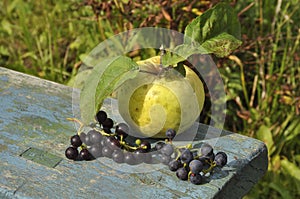 Ripe grapes on wooden bench close-up. Crop, background, texture, wallpaper, garden, botany, bench, wooden