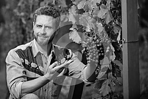 ripe grapevine harvest presented by oenologist, organic