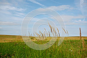 The ripe grass against the blue sky