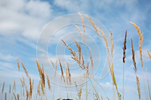 The ripe grass against the blue sky