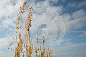 The ripe grass against the blue sky