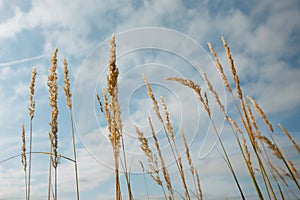 The ripe grass against the blue sky