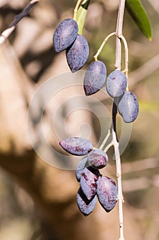Ripe greek calamata olives hanging on olive tree branch with blurred background and copy space