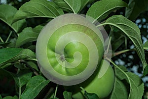 Ripe green apple Latin: Malus domestica on tree in summer garden, close up. Selective focus