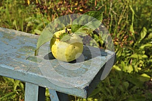 Ripe green apple is lying on a blue bench. Food, fruit, harvest, garden, background, texture, bench