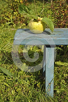 Ripe green apple is lying on a blue bench. Food, fruit, harvest, garden, background, texture, bench