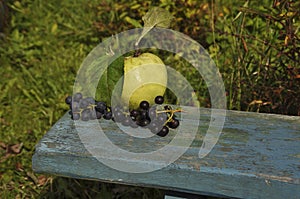 Ripe green apple is lying on a blue bench. Food, fruit, harvest, garden, background, texture, bench