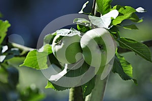 Ripe green apples on tree