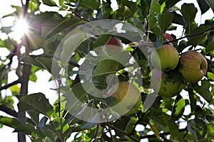 Ripe green apples on tree