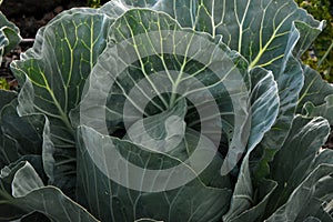 Ripe Green Cabbage