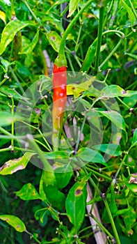 A ripe green chilli plant locally called as Morok atekpa in Manipuri photo