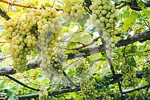 Ripe green clusters of grapes hanging in a rural garden in the s