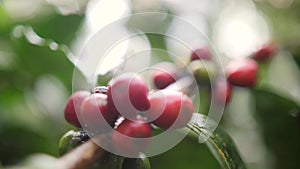 Ripe and Green Coffee Berries at Organic Plantation Farm. Bali, Indonesia. 4K Slowmotion.