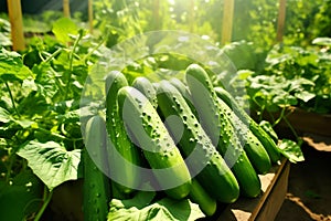 Ripe green cucumbers in a stack lie on the bed in the vegetable garden in green leaves in the sunlight