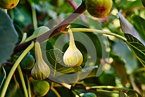 Ripe green figs hanging from a branch