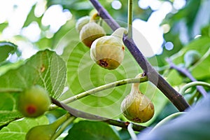 Ripe green figs hanging from a branch