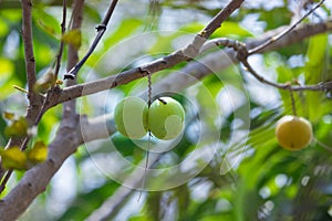 Ripe green fresh Amla fruits hanging from tree branch