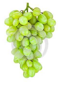 Ripe green grape hanging isolated on white background