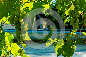 Ripe green grape in vineyard. Grapes green taste sweet growing natural. Green grape on the vine in garden